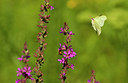 BUITEN BEELD Foto: 229722