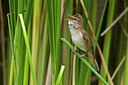 BUITEN BEELD Foto: 229821