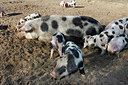 BUITEN BEELD Foto: 229822