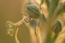 BUITEN BEELD Foto: 229908