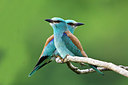BUITEN BEELD Foto: 229919