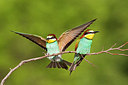 BUITEN BEELD Foto: 229928