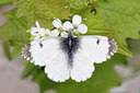 BUITEN BEELD Foto: 230015