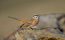 BUITEN BEELD Foto: 230048
