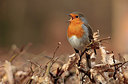 BUITEN BEELD Foto: 230140