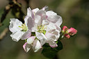 BUITEN BEELD Foto: 230187