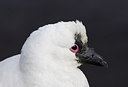 BUITEN BEELD Foto: 230200