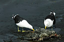 BUITEN BEELD Foto: 230203