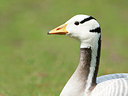 BUITEN BEELD Foto: 230269