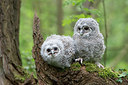 BUITEN BEELD Foto: 230310
