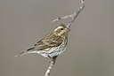 BUITEN BEELD Foto: 230406