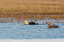 BUITEN BEELD Foto: 230532