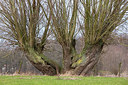 BUITEN BEELD Foto: 230591