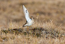 BUITEN BEELD Foto: 230645