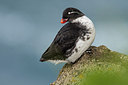 BUITEN BEELD Foto: 230677