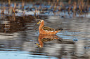 BUITEN BEELD Foto: 230701