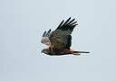 BUITEN BEELD Foto: 230706