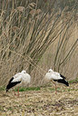 BUITEN BEELD Foto: 230760