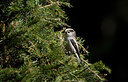 BUITEN BEELD Foto: 230762