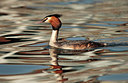 BUITEN BEELD Foto: 230955