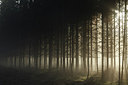 BUITEN BEELD Foto: 231142