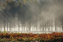 BUITEN BEELD Foto: 231183