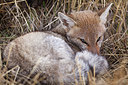BUITEN BEELD Foto: 231254