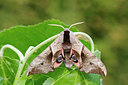 BUITEN BEELD Foto: 231312