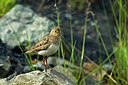 BUITEN BEELD Foto: 231335