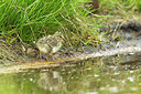 BUITEN BEELD Foto: 231336