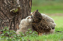BUITEN BEELD Foto: 231429