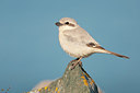 BUITEN BEELD Foto: 231448