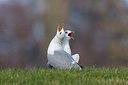 BUITEN BEELD Foto: 231557