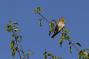 BUITEN BEELD Foto: 231668