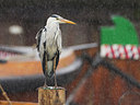 BUITEN BEELD Foto: 231712