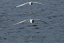 BUITEN BEELD Foto: 231757