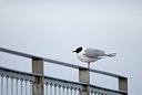 BUITEN BEELD Foto: 231796