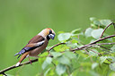 BUITEN BEELD Foto: 232241