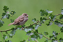 BUITEN BEELD Foto: 232248
