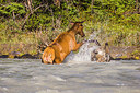 BUITEN BEELD Foto: 232320