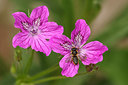 BUITEN BEELD Foto: 232341