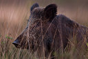 BUITEN BEELD Foto: 232367