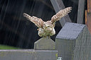 BUITEN BEELD Foto: 232646