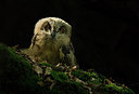 BUITEN BEELD Foto: 232811