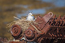 BUITEN BEELD Foto: 232840