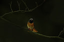 BUITEN BEELD Foto: 232897