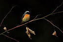 BUITEN BEELD Foto: 232898