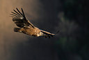 BUITEN BEELD Foto: 232959
