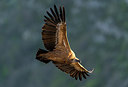 BUITEN BEELD Foto: 232960