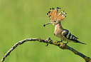 BUITEN BEELD Foto: 232966